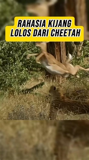 Cheetah vs Kijang: Bukan Soal Kecepatan | Speed Isn’t Everything??