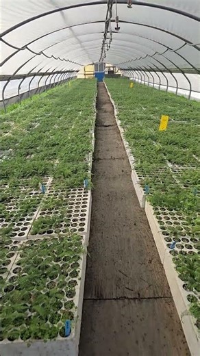Yarrow (Achillea borealis) growing at the greenhouse