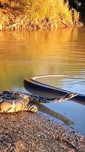Python vs Electric Eel 🤯⚡️🐍 #animals #wildlife | lana rose