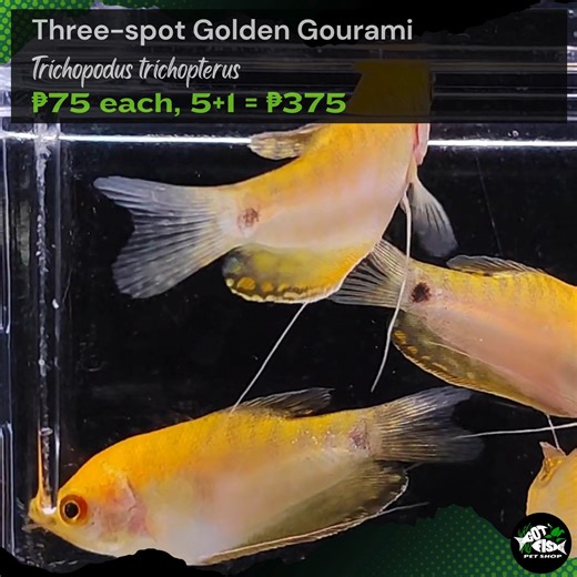 THREE-SPOT GOLDEN GOURAMI | Got Fish