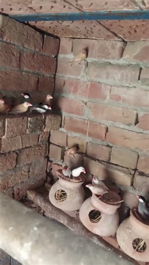 Java sparrow colony are Akbar shah #java #sparrow #like #subscribe #