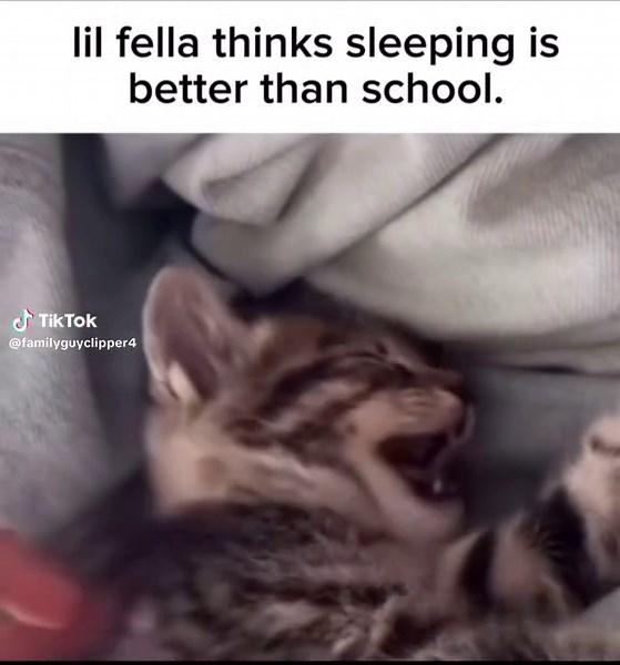 “NEOO NEOO” 😾 #kitty #cat #catsleeping #fyp #funny😂😂😂😂😂😂😂 #creatorsearchinsights
