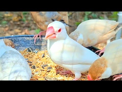 Java sparrows sing song and talk to friends. They very important each other. Java sparrows sound