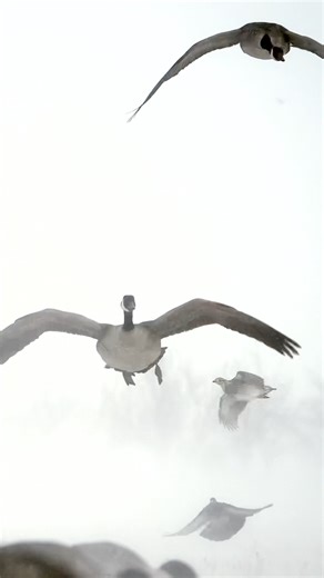 Goose, dove and pigeon Decoy CLOSE in BLIZZARD?!! WHAT IS THIS?!! #hunting #birds #goprooóiou