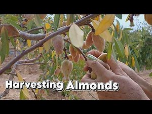 Hand-Harvesting Organic Almonds in California, No1 | You In Nature