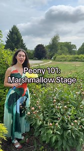For the longest vase life on your peony flowers, try picking them in the marshmallow stage! Here’s how to know if your peony is ready to be picked. #gardening #gardening101 #peony #peonyseason #gardeningtips | Blueacre Garden