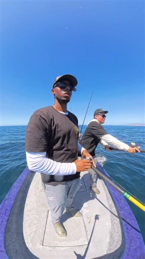 Massive school of yellowtail The camera lens isn’t polarized so you can’t see the school but there were thousands of yellowtail in the water swimming right under the boat. Watching them peal off and attack the jig was insane. . . . #saltwaterfishing #yellowtail #surfaceiron #mexicofishing #cedros #bajafishing | California Current