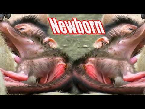 Top the most lovely newborn baby monkey moments with mommy, Adorable Wildlife 2026