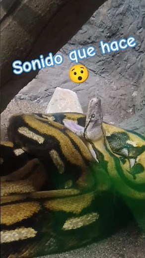 Sound made by a reticulated python. Reticulated python. Chapultepec Zoo, Mexico