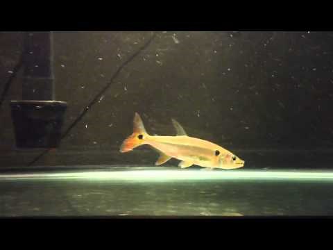 Red Tail Barracuda Fish feeding
