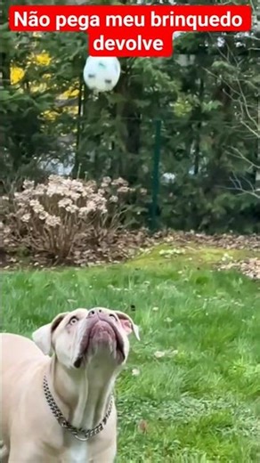 They can't take my toy! #pitbulldog #pitbull #pitbulls #dogs #puppy #viral #pets #cutepets