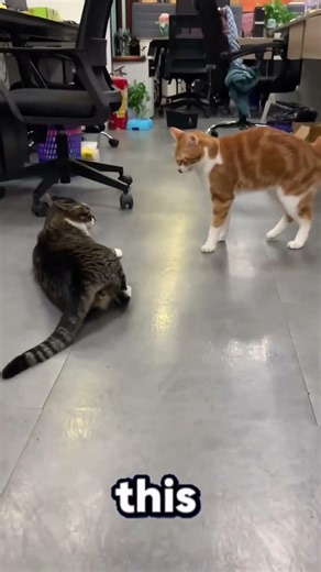 if you ever see this tree...then run💀🙀 | #scary #creepy