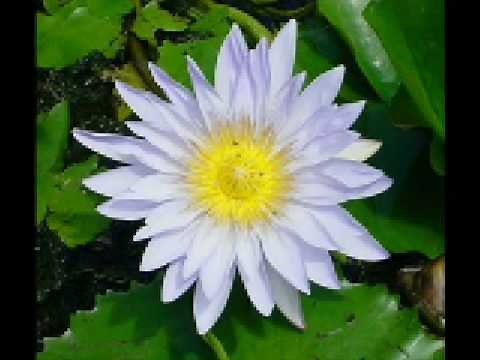 Blue Blue Electric Blue david bowie