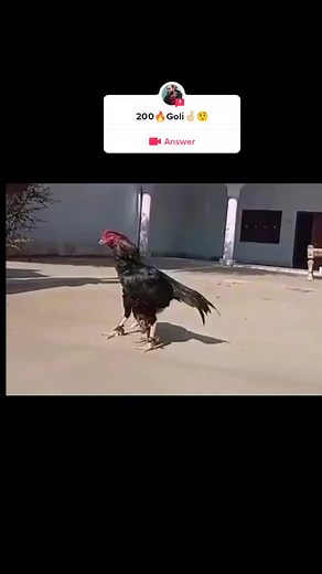 Roosters in Combat: Intense Pecking Showdown