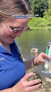 Freshwater mussels are COOL, and we’re here to tell you all about them! ✨ These “living rocks” are actually closely related to clams and oysters. They improve the health of waterways by acting as natural water filters, and they provide food and shelter for other animals. 🌊 Join us next week to learn about their clever life cycle and how they hitchhike to reach new locations. 👀 #tennesseeaquarium #chattanooga #freshwater #mussels #cool #rivers #waterfilter #education #aquarist #exhibit | Tennes