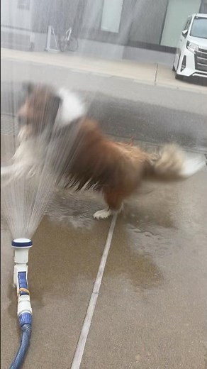 【シェルティ】暑いよ❣️水💦シャワー🚿最高❣️ #シェットランドシープドッグ