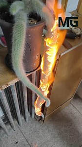 Why Growers Set This Cactus on Fire #CactusCare #PlantHacks #FoxtailCactus #MonkeyTailCactus #PlantPests #SucculentCare #GardeningMyths #Cleistocactus #BotanicalScience #CactusLover | Modern Gadgets