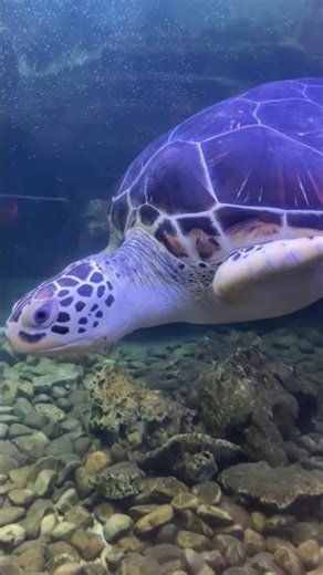 Digital nomad life = zoo days on a weekday. link in bio😉