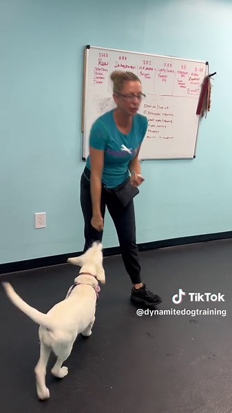 Effective Dog Training Techniques for Jumping Dogs