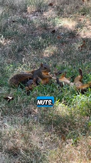 You Won’t Believe What These Squirrels Are Doing 😂🐿️