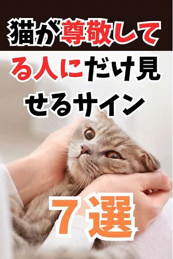 猫が尊敬してる人にだけ見せるサイン７選#猫との日常 #猫 #猫が尊敬 #猫が尊敬する人 #猫の飼い方 #猫の行動 #ネコ