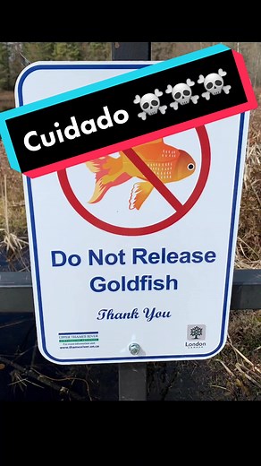 Nunca liberes a tus goldfish ☠️ podrías destruir ecosistemas 🌱🍃 #goldfish #pecera #peces #mascotas #ambiente #ecology #ecologia #pezguppy #pezdorado #costarica #oranda #gomita #lagos #pesca #pez #ambiental