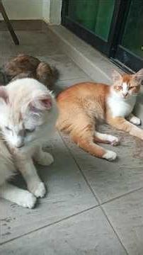 Cats & kittens are 805 & 722 & 621 & 604 & 556 & 480 & 365 & 327 & 227 & 97 & 76 & 388 & 321&219&185