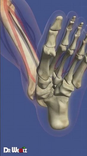 Improve Bone Density With This One Movement (Healthy Bones)