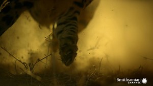 628K views | Introducing Smithsonian Channel Plus. Start streaming now. | Smithsonian Channel | Facebook