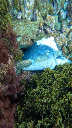 A closer look at the eels that had taken over the fish head I found. ~~~~~~~~~~~~~~~~~~~~~~~~~~~~~ We found the head of this Yellowtail while freediving at a popular dive site in Southern California. The head was being scavenged by a ton of California moray (Gymnothorax mordax) along with some other species of fish. Unclear how the head got there, but still an incredible experience! ~~~~~~~~~~~~~~~~~~~~~~~~~~~~~ @sammybbasa | Basa’s Wild Life