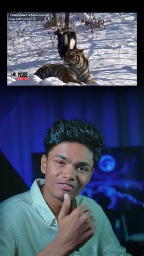 Kabilan on Instagram: "Thats why hes the goat👍 In 2015, at a safari park in Russia, a goat named Timur was placed inside the enclosure of a Siberian tiger called Amur—with the expectation that it would become the tiger’s meal. Normally, a goat would panic and run, triggering the tiger’s hunting instinct. But Timur behaved differently. Calm and curious, he walked up to the tiger and stood his ground. Amur, confused by this unusual behavior, chose not to attack and instead left the goat unharmed.