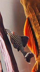 98K views · 3.1K reactions | The Royal Pleco (L190) Panaque nigrolineatus Nature’s Underwater Royalty  Thanks to 爱养鱼的jie #RoyalPleco #L190Pleco #Plecostomus #AquariumFish #FreshwaterAquarium #WoodEatingFish #CatfishOfInstagram #AquascapeLife #TankGoals #FishkeepingCommunity #Aquarium #Aquascaping #Fishkeeping #Fishtank #panaquenigrolineatus | Oliver Knott | Facebook