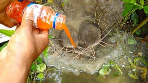 963K views · 136 shares | Best Oil Fishing | Amazing Oil Fishing Method | Unique Fishing in Catfish-Hole With Fishing Oil | Survival Technology TV | Facebook