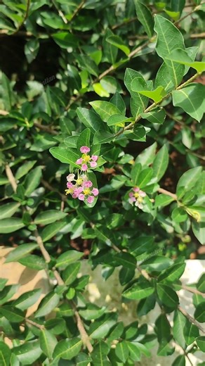 Cherry🍒 Flower 🌸 Prunus cerasus 🔴 Red Cherry🍒 koku #shorts #shortvideo