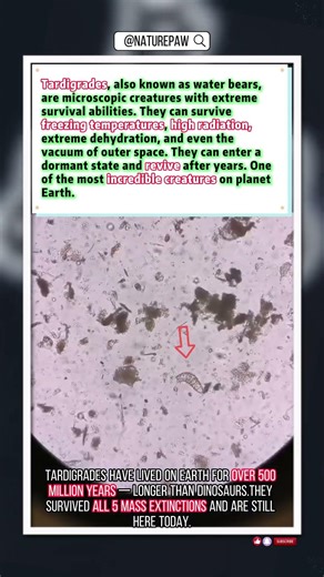 Tardigrades: The Immortal Creature That Can Survive Space#wildlife #animals #viral