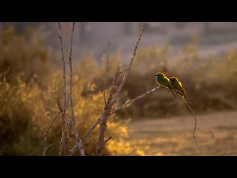"Desert Birding " A peaceful morning birding session in the desert, captured in beautiful golden