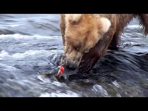 Male Brown Bear eating salmon at Brooks Falls