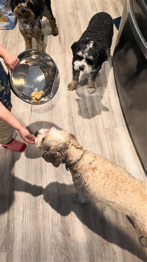 The baby clearly has a favorite puppy! 😂