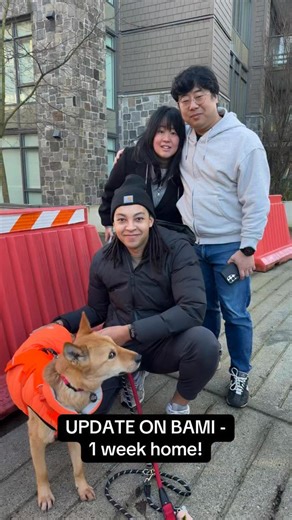 Petsearchers Canada on Instagram: "UPDATE ON BAMI AFTER 1 WEEK! So many people have reached out asking for an update on Bami since she was found after missing for 54 days. Parker went to visit Bami and got a full update from her owners, Yeni and Yohan. We are happy to share that Bami’s bloodwork has come back negative for heartworm, Ehrlichia, Lyme disease, and Anaplasma. Her fecal test also showed no parasites, which is excellent news. Being on Simparica (prescription chewable medication for do
