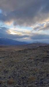 Volume 🆙!! One guanaco 🦙 spotted the Patagonia apex predator 🐈🐾😼 and it’s letting other guanacos know 📢🗣️! #pumaland Sube el volumen!! Un guanaco 🦙 vio el depredador apex de la patagonia 🐈🐾😼 y se lo está haciendo saber a los demás guanacos 📢🗣️! #puma #patagonia #wildlife #wildlifephoto #pumasafari #ñanduwaypatagonia | Ñandu Way Patagonia