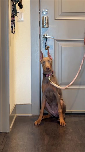 👑👑🐾🐾 #puppy #puppylove #puppytiktok #dog #fawndoberman #doberman #dobermanpinscher #trending #dobermans_of_tiktok #dobermanpuppy #fawn #dogsoftiktok #fyp