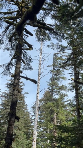 4.8K views · 163 reactions | The scream of baby ravens- a sound you...