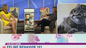 Feline behavior 101