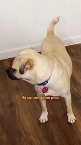 Sad Bald Dog Turns Into The Fuzziest Teddy Bear | The Dodo