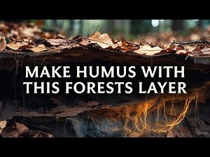 The Hidden Layer Under Old Forests That Creates Perfect Humus