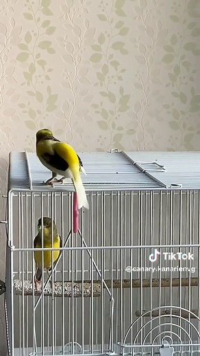 Harzer Roller Canary Bird Singing Performance