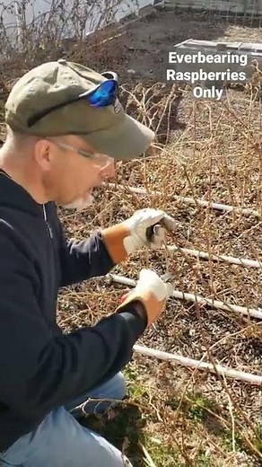 Pruning Everbearing Raspberries!!