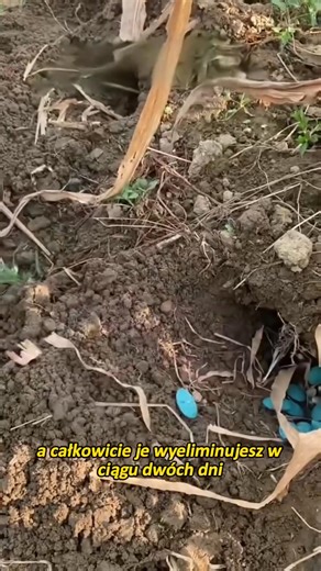 🐭Pożegnaj problem ze szczurami: bezpieczne i naturalne rozwiązanie ✅Ekologiczna, nietoksyczna i bezpieczna formuła ✅Długotrwała ochrona do 3 lat ✅Łatwy w użyciu, można umieścić w dowolnym miejscu ✅Wielofunkcyjna ochrona przed owadami, skuteczna przeciwko szczurom, myszom i karaluchom 👉Chroń swój dom w inteligentny i przyjazny dla środowiska sposób ✈️📦Darmowa wysyłka na Polska, płatność przy odbiorze! | Displacing-B1-beaury