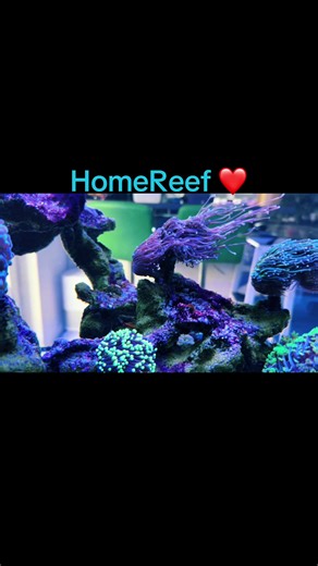 Home Reef Care Tips for Thriving Marine Life