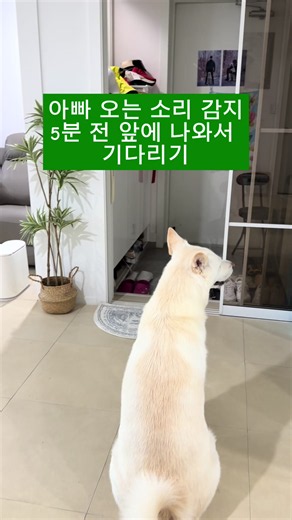 아빠오는거 5분전부터 아는 이풍순 #이풍순 #풍순이 #풍부지 #강아지틱톡 #강아지영상 @범죄사냥꾼